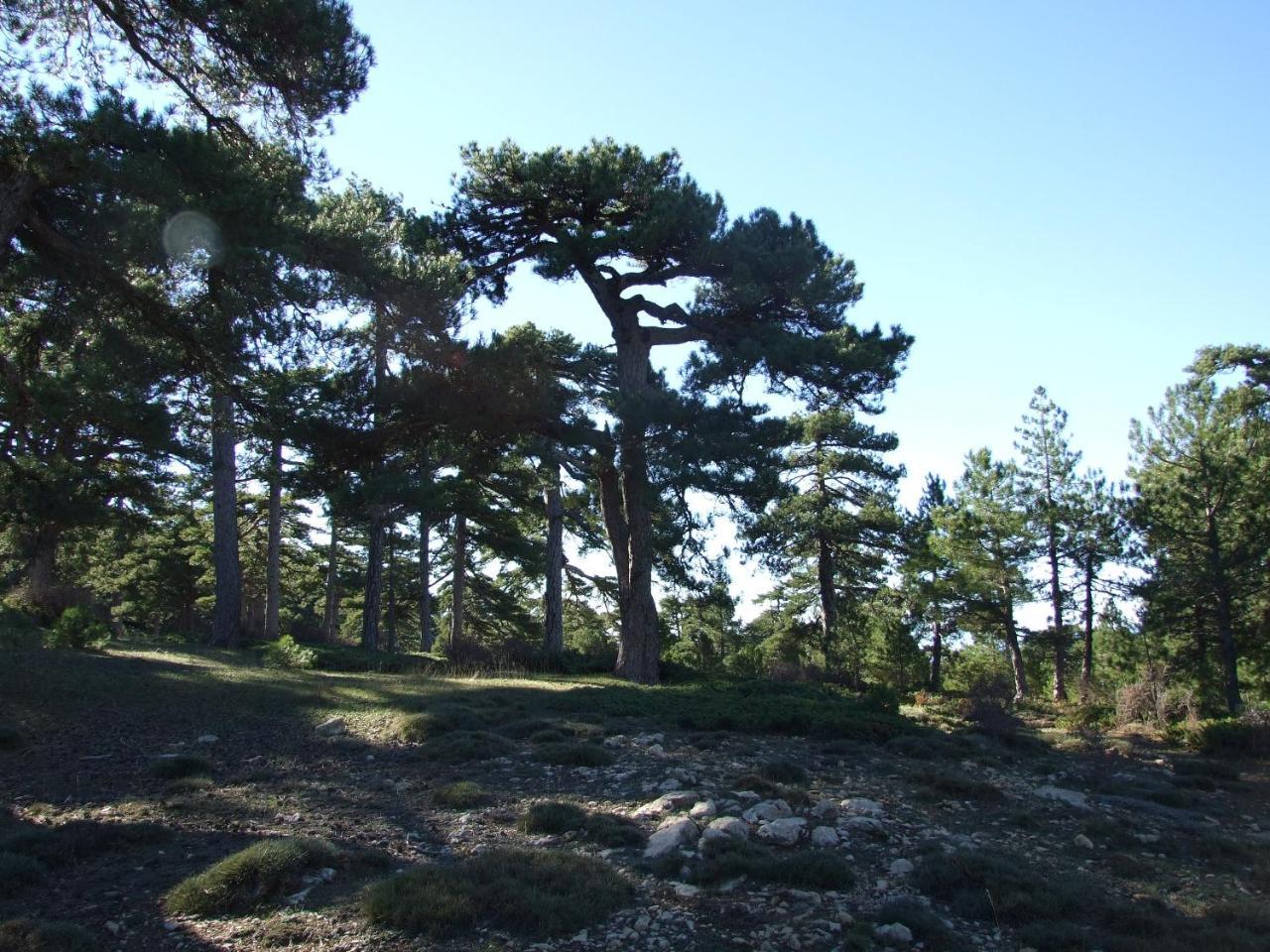 Cabanas Cortijo El Helao Pozo Alcón Kültér fotó